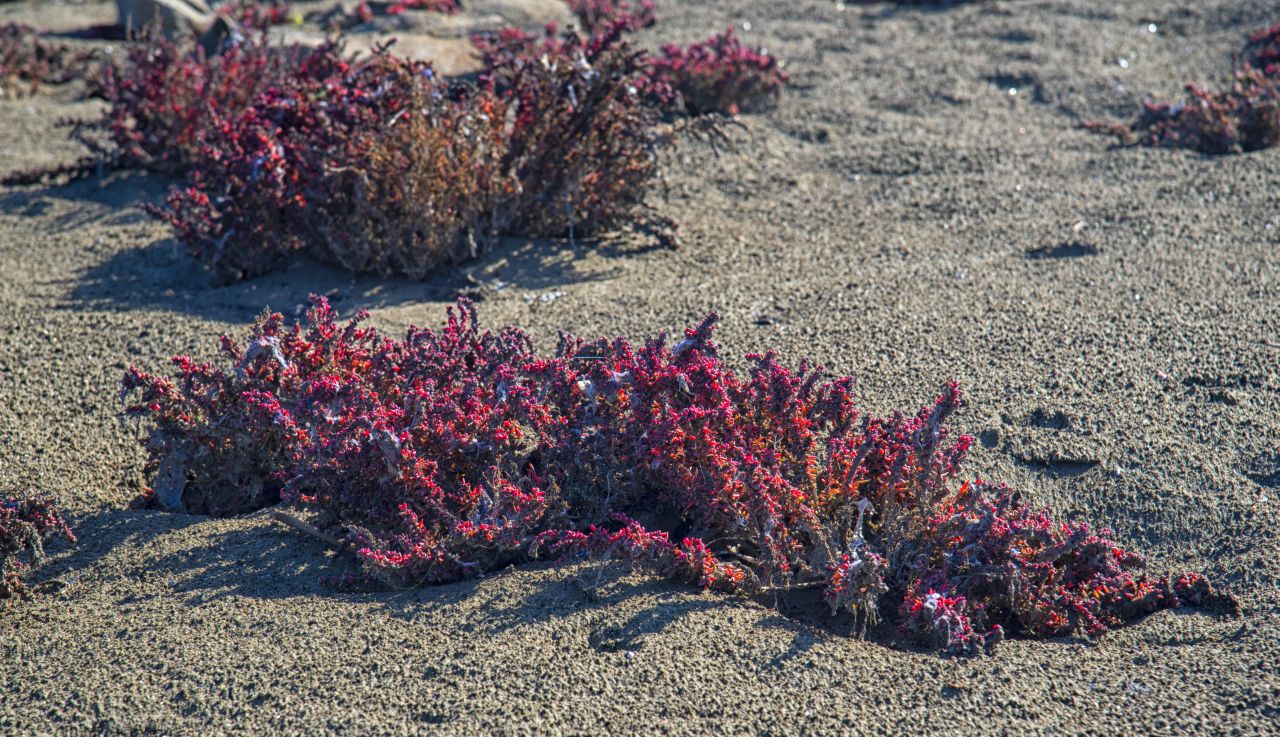 La salicornia e il salicornieto: scrigni di biodiversit allIdroscalo di Ostia